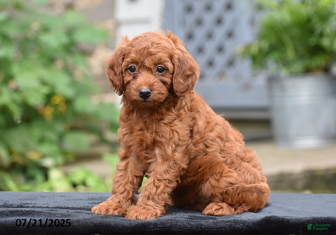 Mini Goldendoodle dogs for sale: Zoey - Image 3