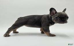 French Bulldog dogs for sale: Winni - Image 4
