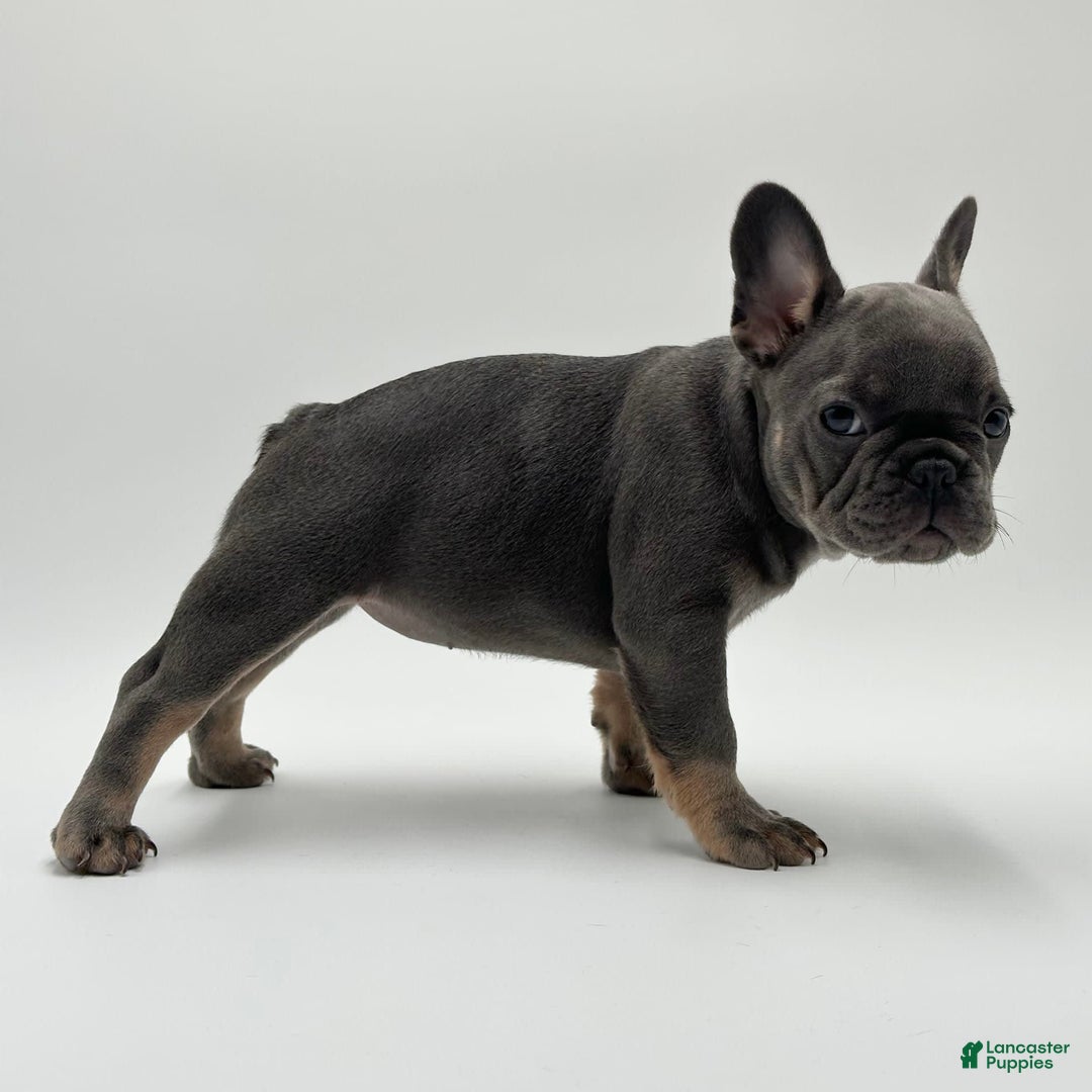 French Bulldog dogs for sale: Winni - Image 4