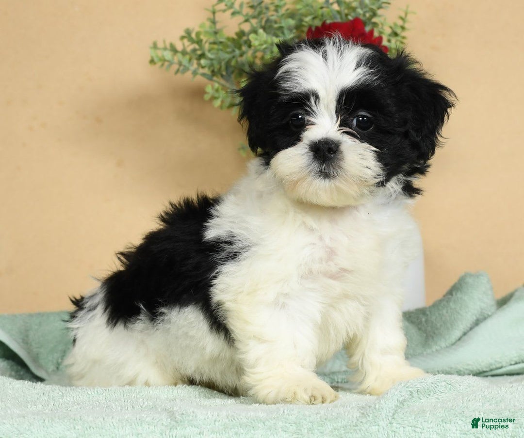 Teddy Bear dogs for sale: Summer - Image 5