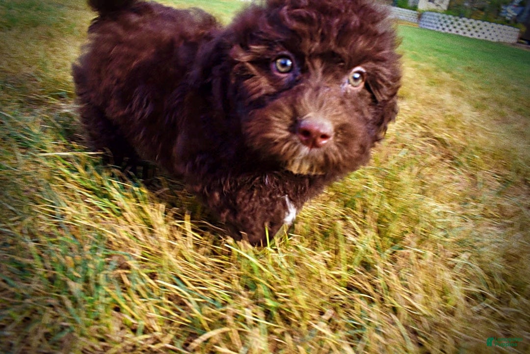 Havapoo dogs for sale: Jesse - Image 9