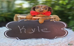Miniature Dachshund dogs for sale: Kyle - Image 1