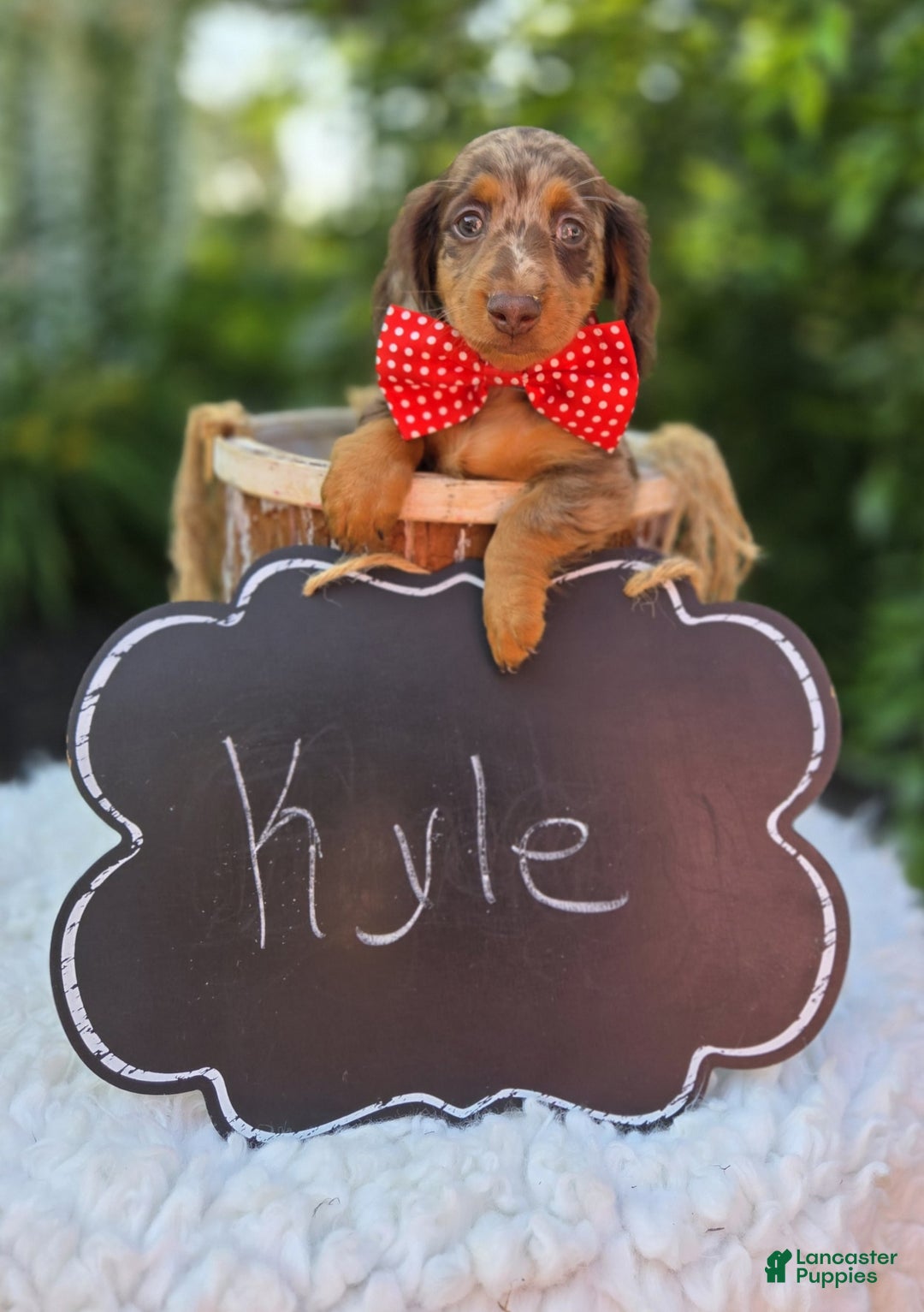 Miniature Dachshund dogs for sale: Kyle - Image 1