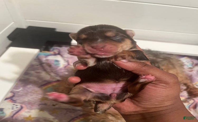 Yorkiepoo dogs for sale - Ad 2