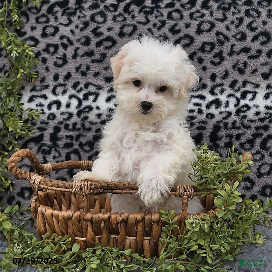 Havanese dogs for sale: Conner - Image 5