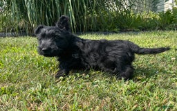 Scottish Terrier dogs for sale: Boris - Image 4