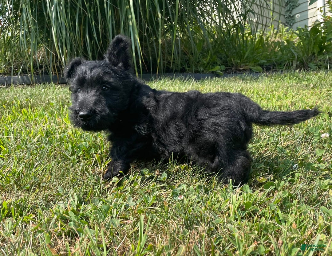 Scottish Terrier dogs for sale: Boris - Image 4