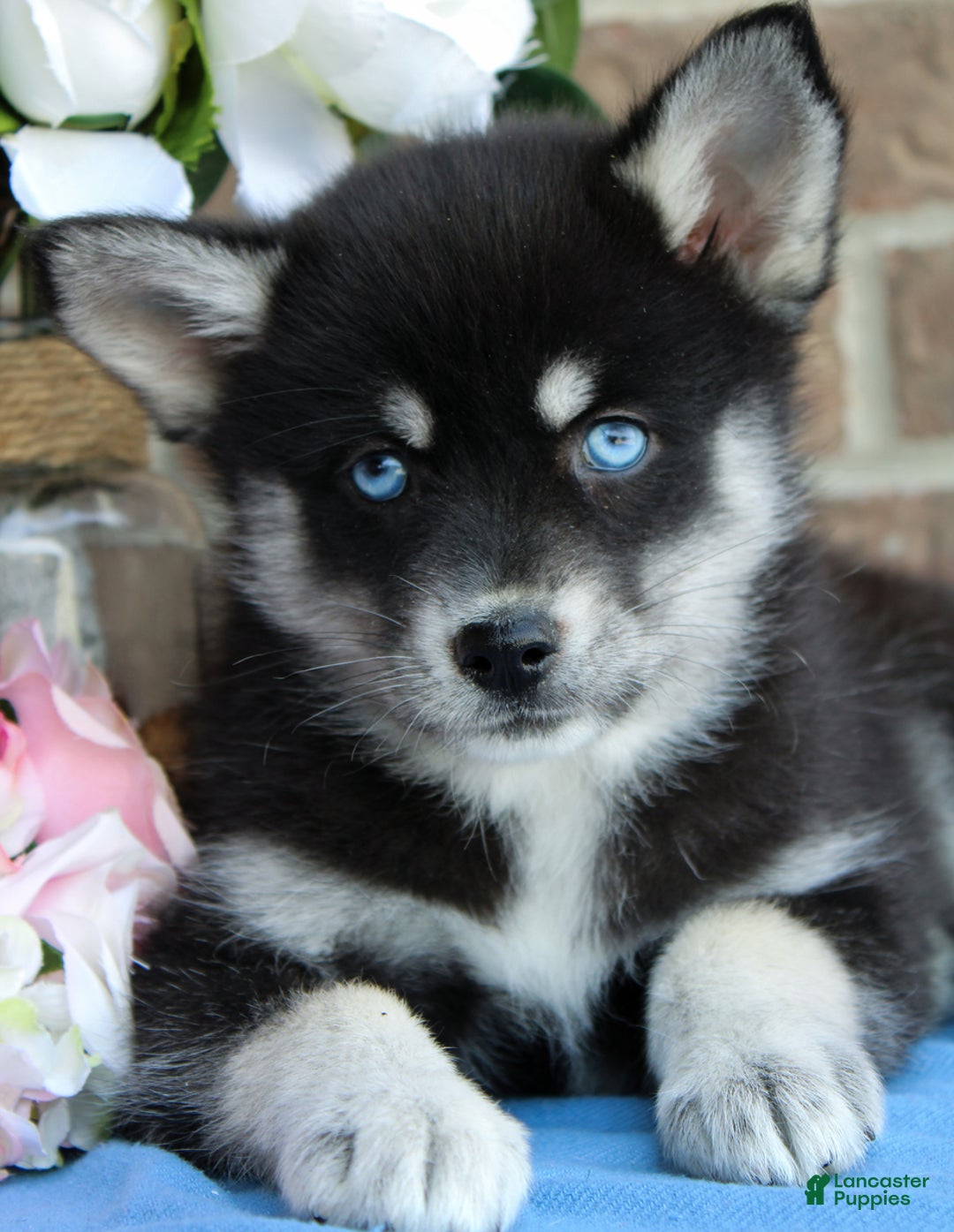 Pomsky dogs for sale: Archie - Image 4