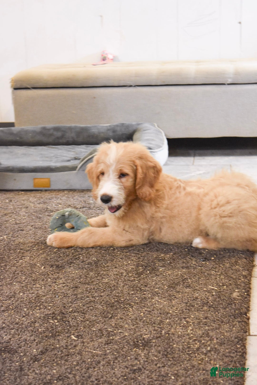 Goldendoodle dogs for sale: Archie - Image 8