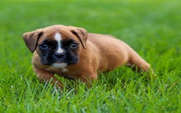 Boxer dogs for sale: Destiny - Image 3