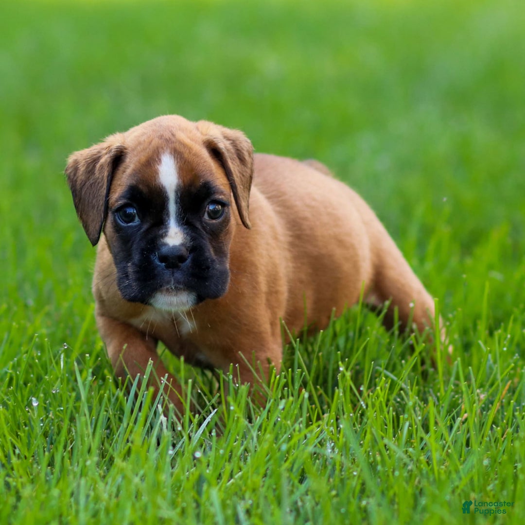 Boxer dogs for sale: Destiny - Image 3