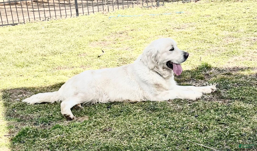 Golden Retriever dogs for sale: Marlow - Image 2