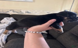 French Bulldog dogs for sale: French Bulldog 3 puppies - Image 1