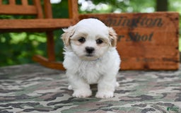 Shih Tzu dogs for sale: Rambo - Image 6