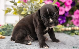 Boxer dogs for sale: Scooter - Image 3