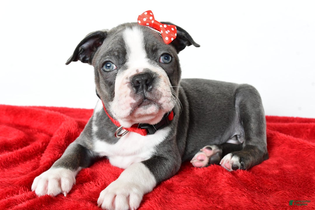 Frenchton dogs for sale: Bingo - Image 4