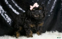 Miniature Poodle dogs for sale: Trinity - Image 6