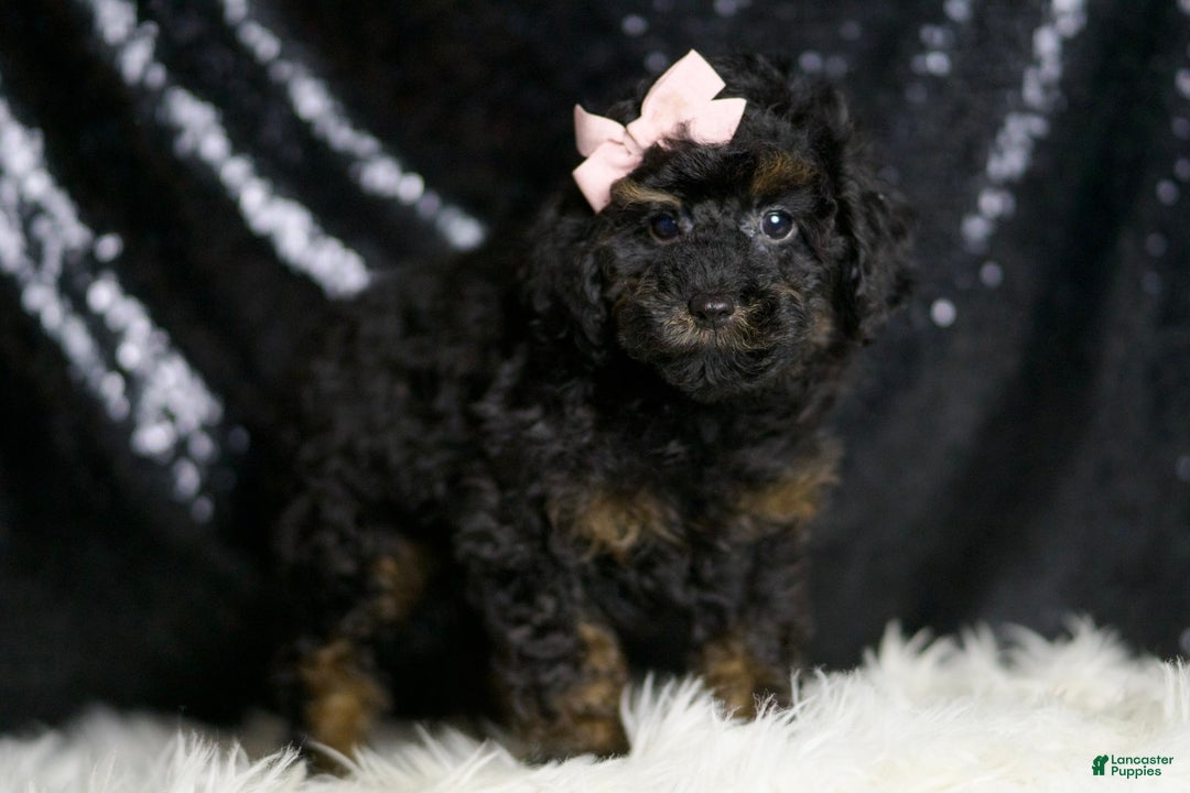 Miniature Poodle dogs for sale: Trinity - Image 6
