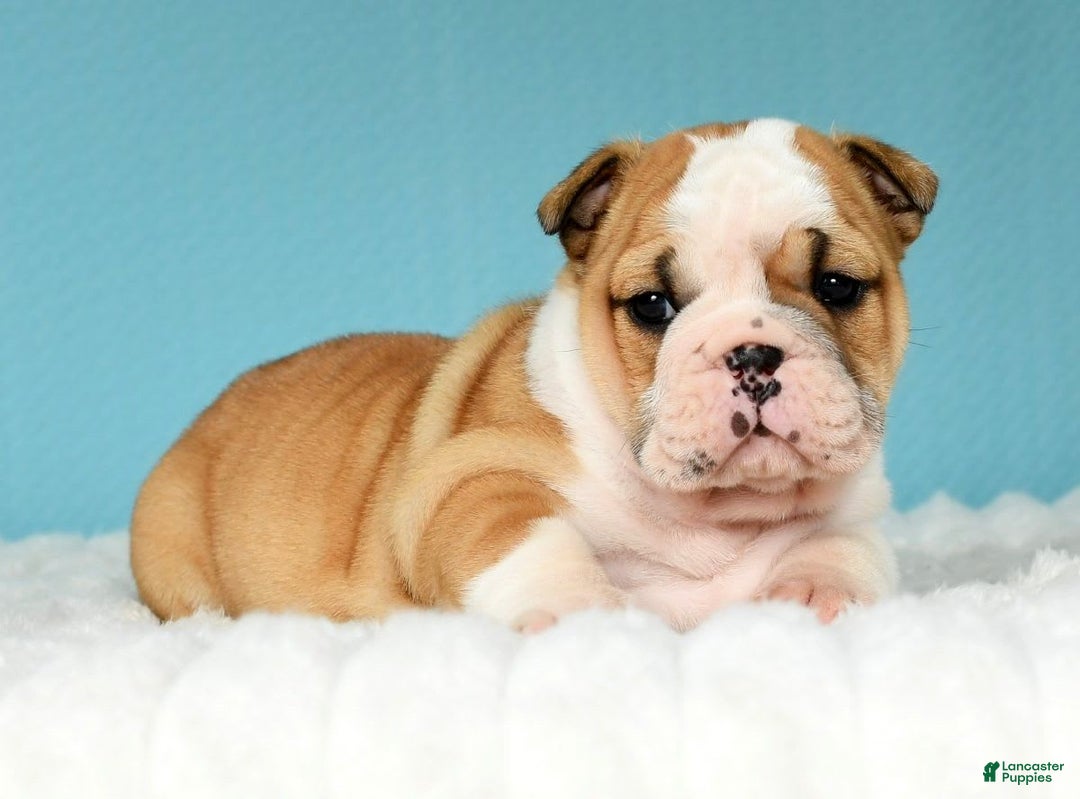 English Bulldog dogs for sale: Olive - Image 2