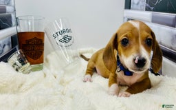 Miniature Dachshund dogs for sale: Jasper - Image 8