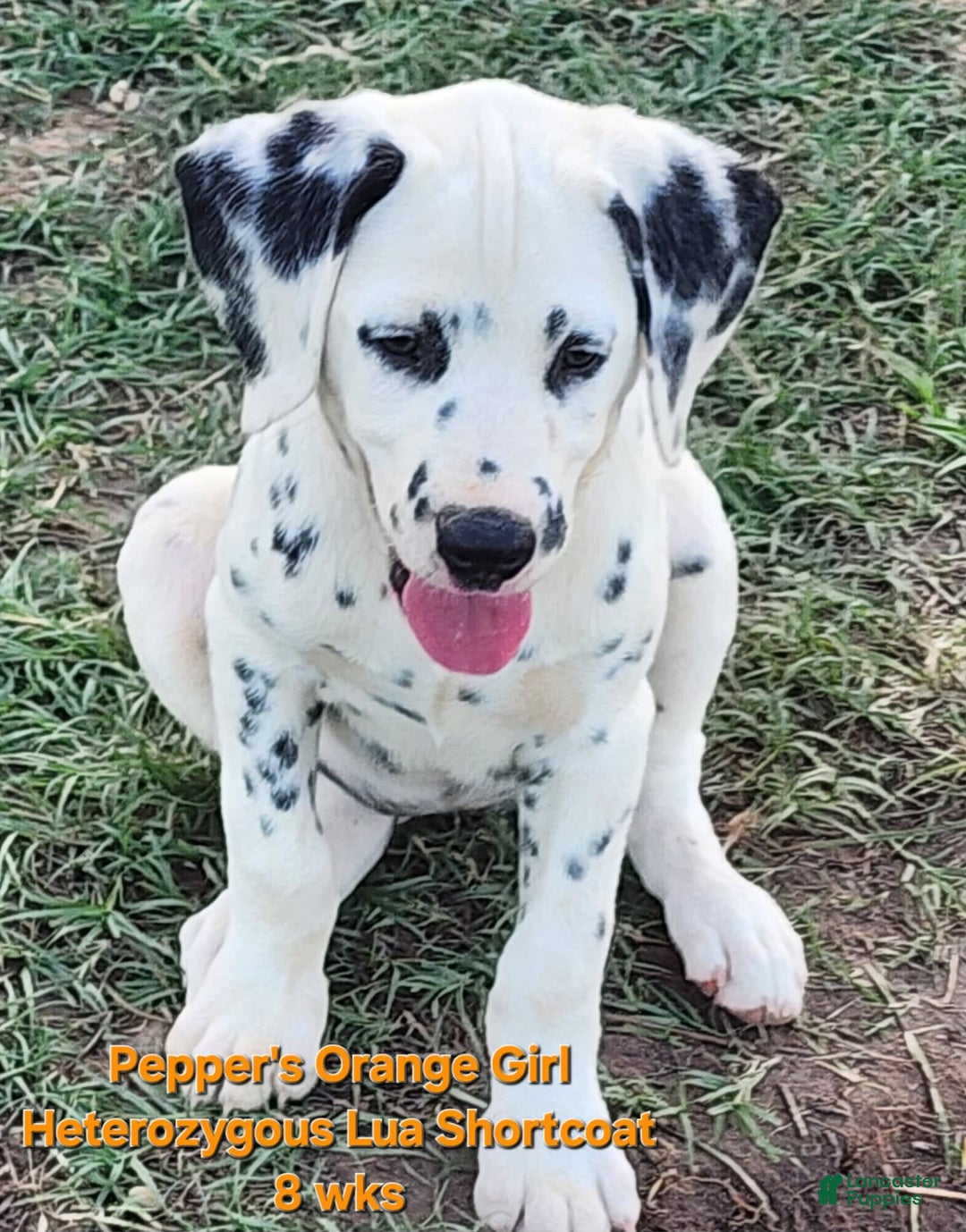 Dalmatian dogs for sale: Peppers Orange Girl - Image 1