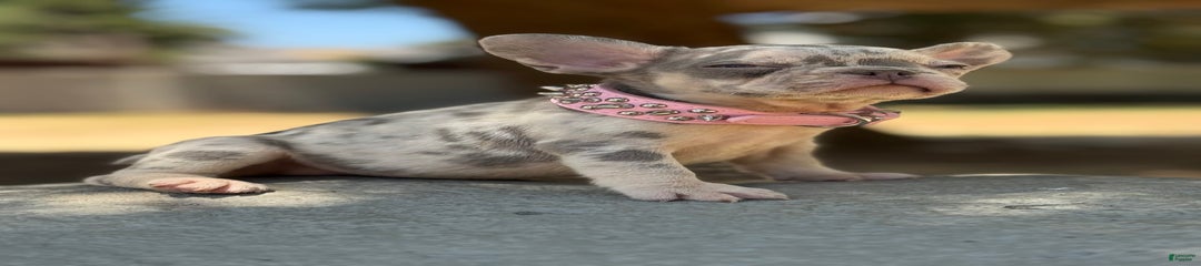Pinky