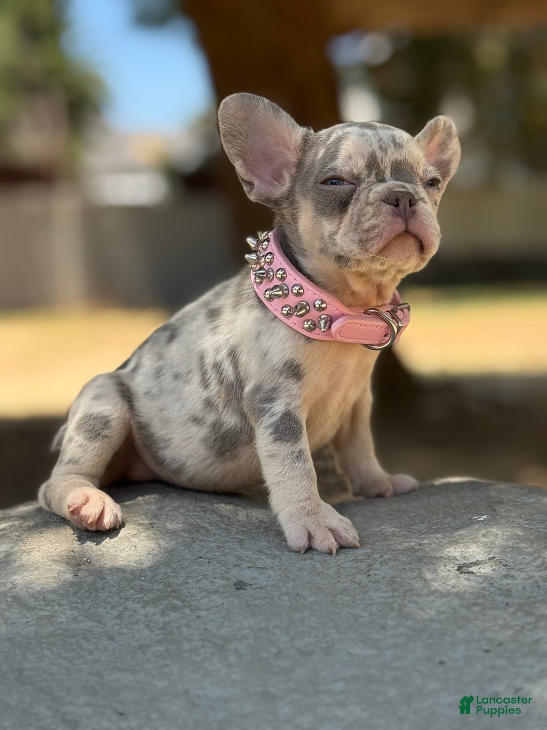 French Bulldog dogs for sale: Pinky - Image 1