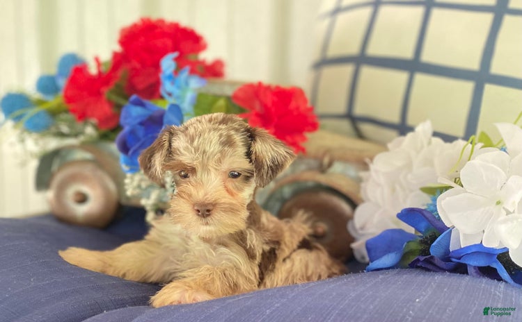 Miniature Schnauzer dogs for sale - Ad 3