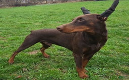 Doberman Pinscher dogs for sale: Bella - Image 4