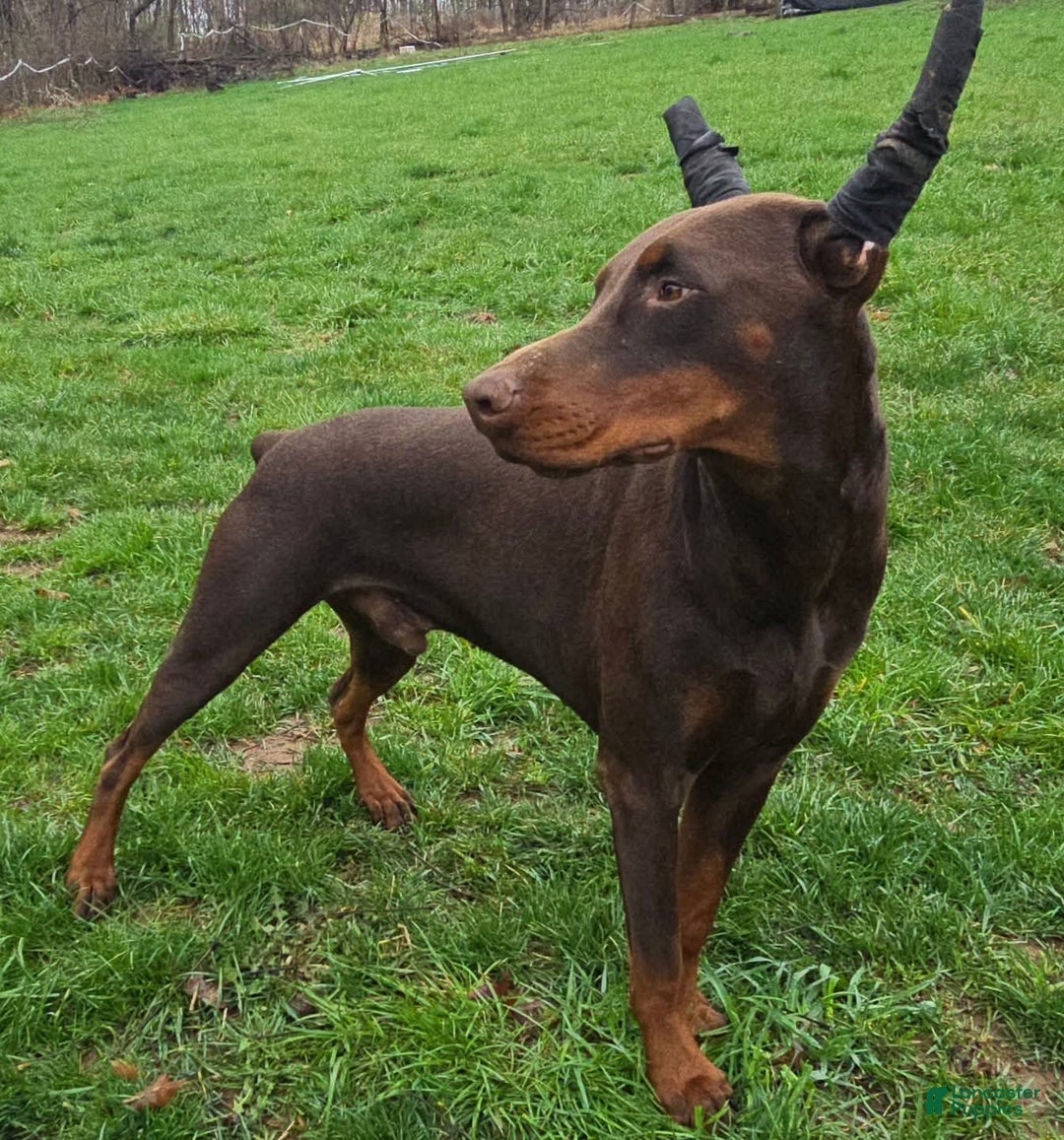 Doberman Pinscher dogs for sale: Bella - Image 4