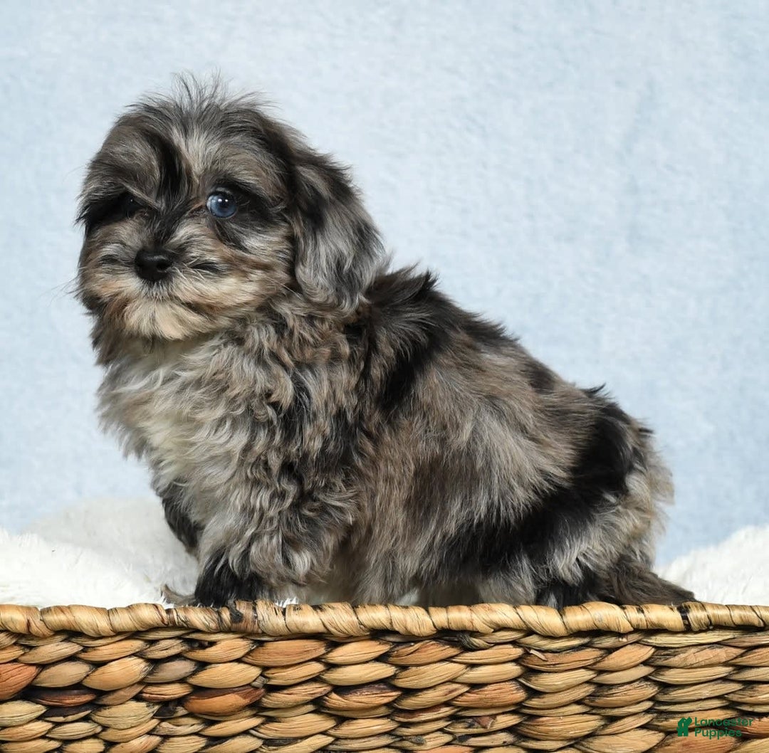 Havapoo dogs for sale: Wendy - Image 2