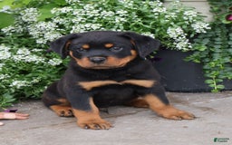 Rottweiler dogs for sale: Demi - Image 3