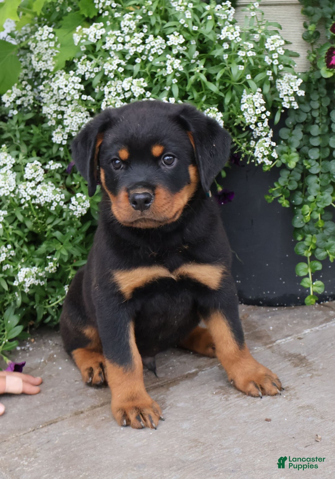 Rottweiler dogs for sale: Demi - Image 3