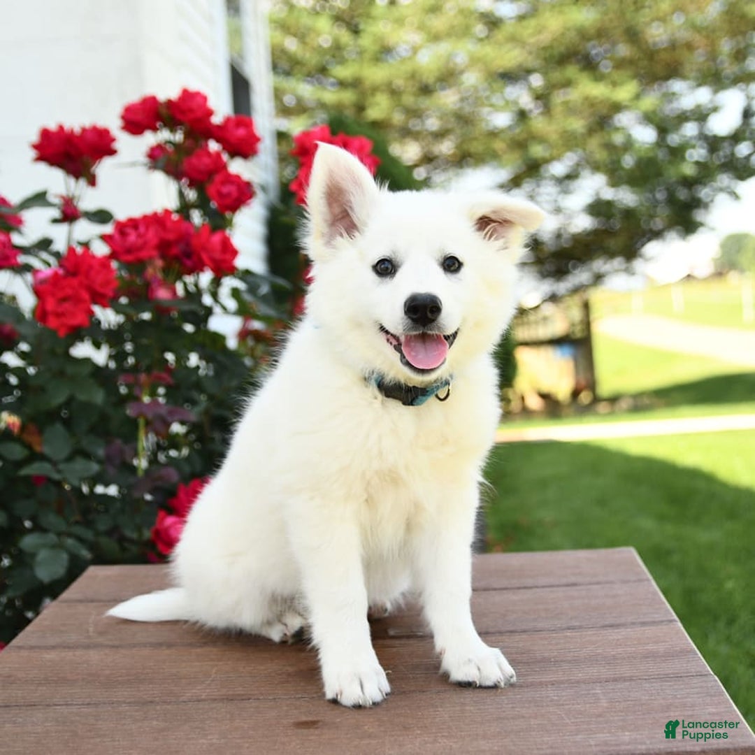 American Eskimo dogs for sale: Mars - Image 6