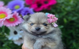 Pomeranian dogs for sale: Arya - Image 11