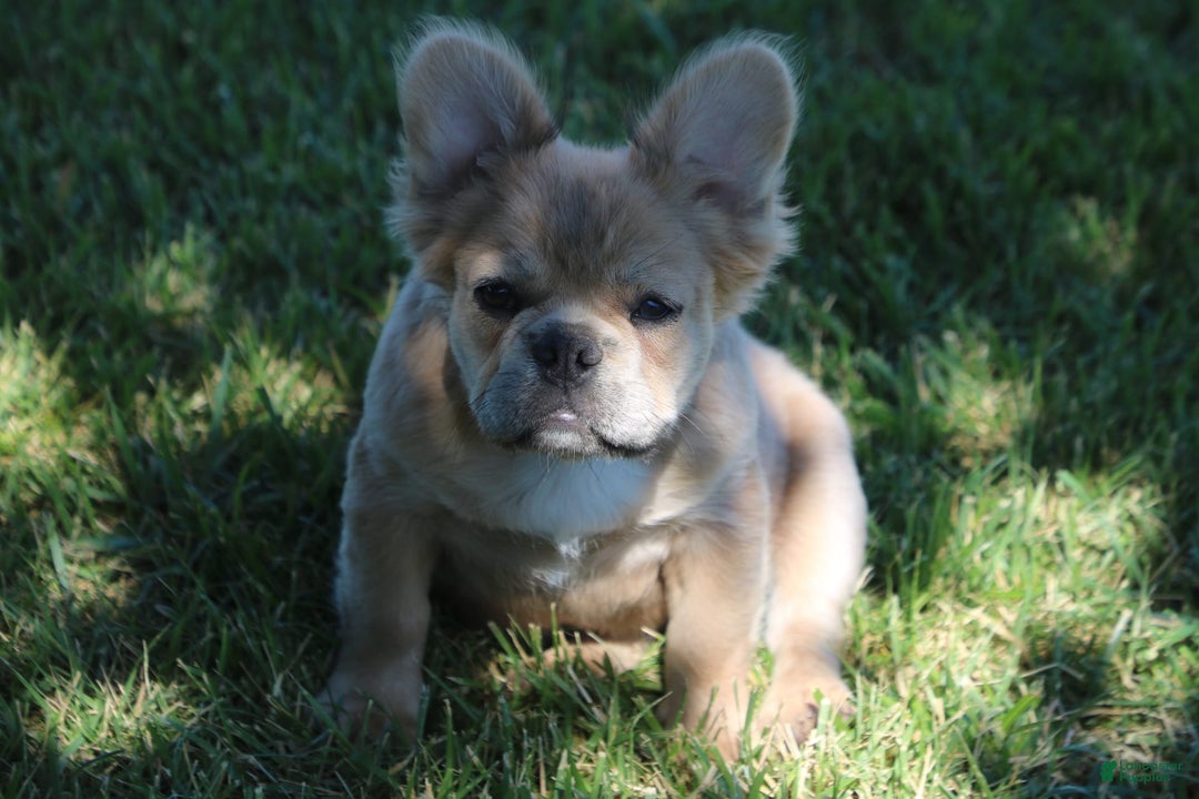 French Bulldog dogs for sale: French Bulldog 2 puppies - Image 5