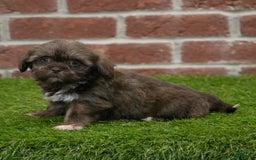 Shih Tzu dogs for sale: Goldie - Image 3