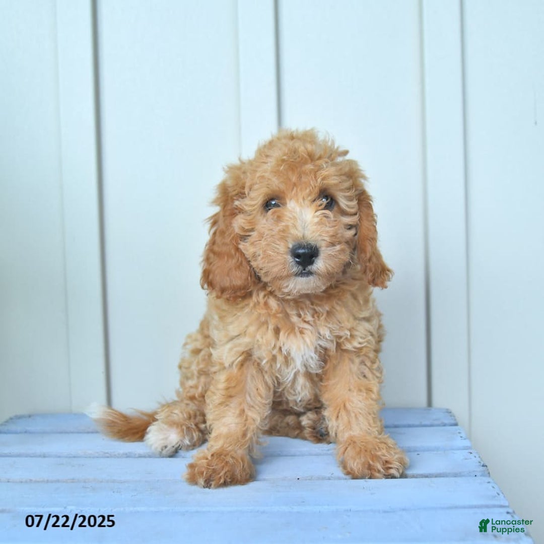 Mini Goldendoodle dogs for sale: Muppet - Image 1