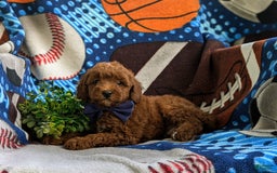 Miniature Poodle dogs for sale: Miniature Poodle 4 puppies - Image 3
