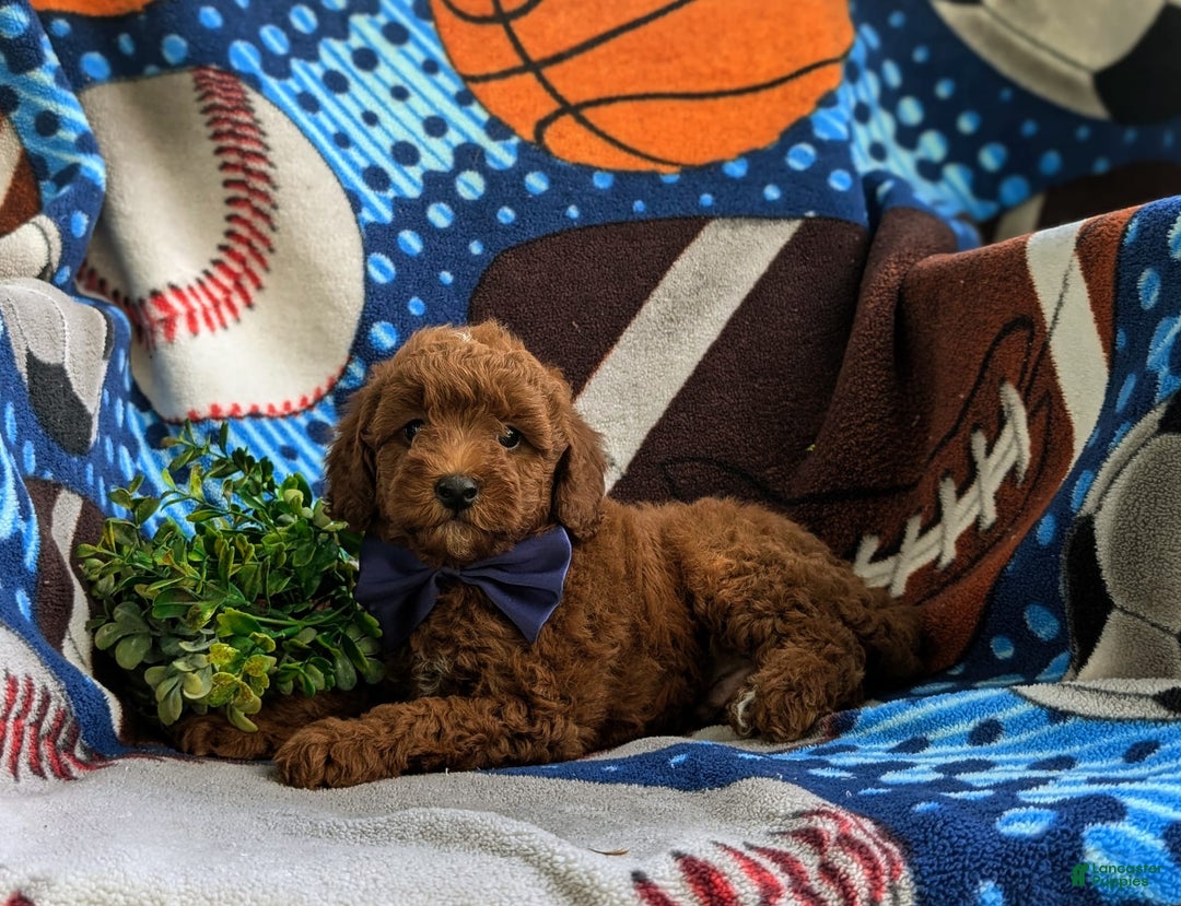Miniature Poodle dogs for sale: Miniature Poodle 4 puppies - Image 3