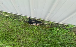 Morkie dogs for sale: Hudson James - Image 9