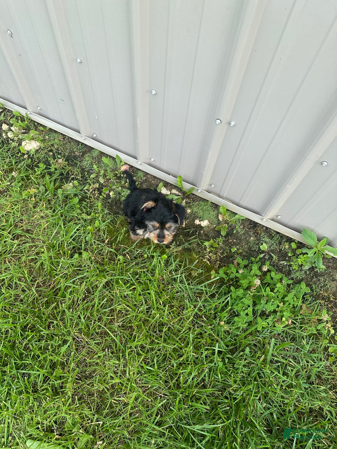 Morkie dogs for sale: Hudson James - Image 9