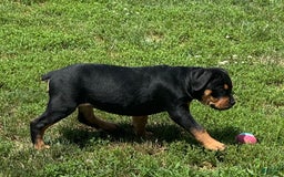 Olde English Bulldogge dogs for sale: Iris - Image 1