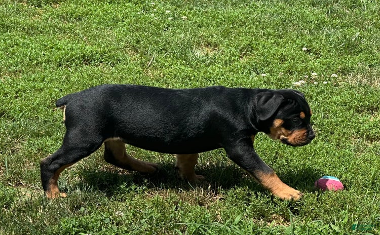Olde English Bulldogge dogs for sale - Ad 1
