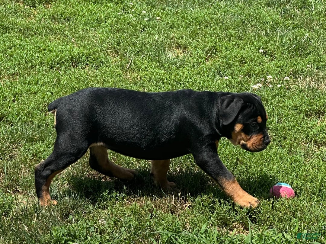 Olde English Bulldogge dogs for sale: Iris - Image 1