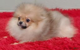 Pomeranian dogs for sale: Tiny poppy - Image 5