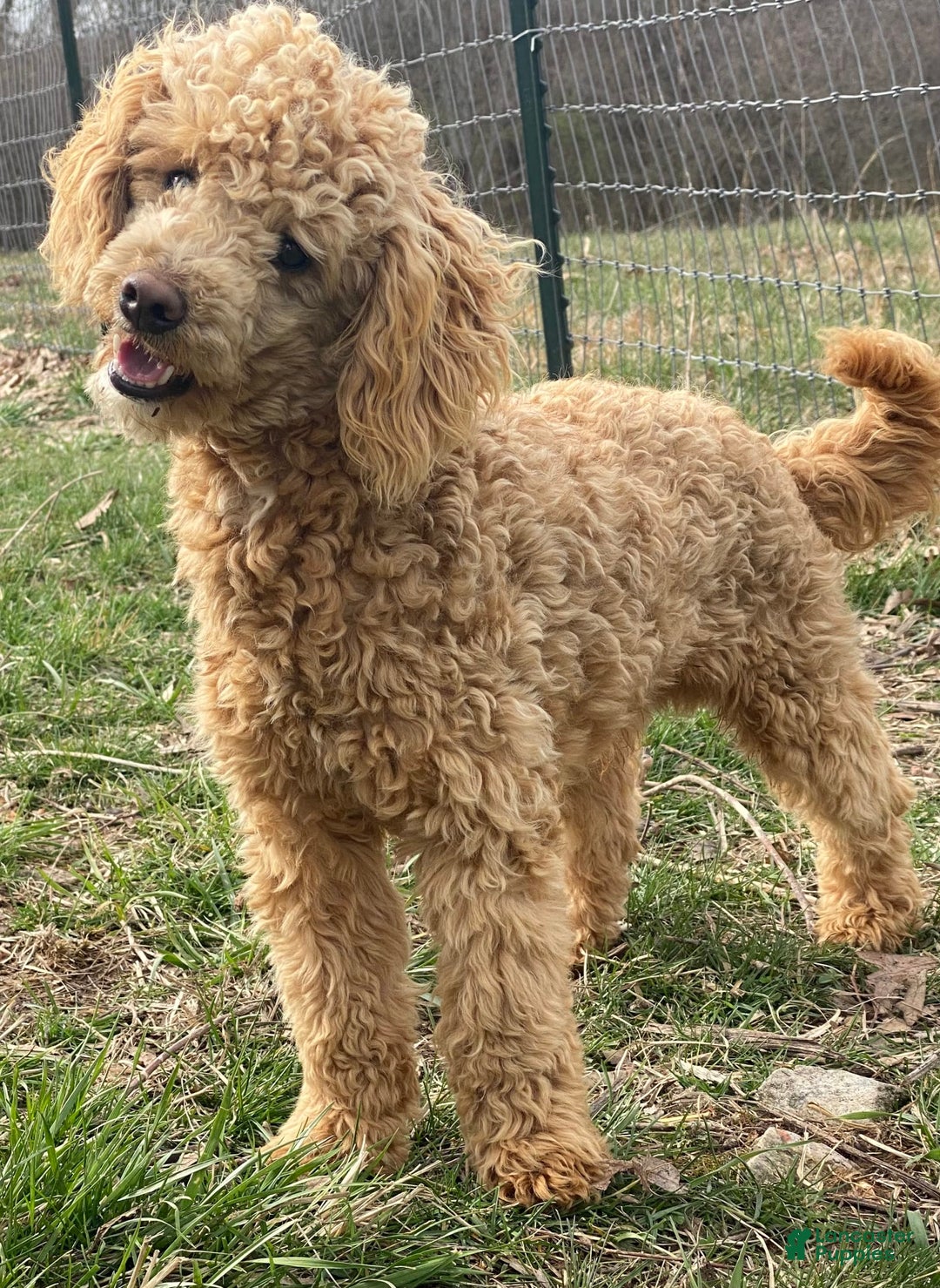 Cockapoo dogs for sale: Emily - Image 31