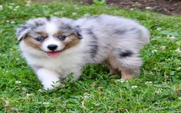 Miniature Australian Shepherd dogs for sale: Ottis - Image 2