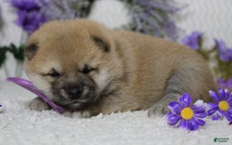 Shiba Inu dogs for sale: Larry - Image 64