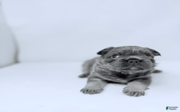 French Bulldog dogs for sale: Porkchop - Image 3
